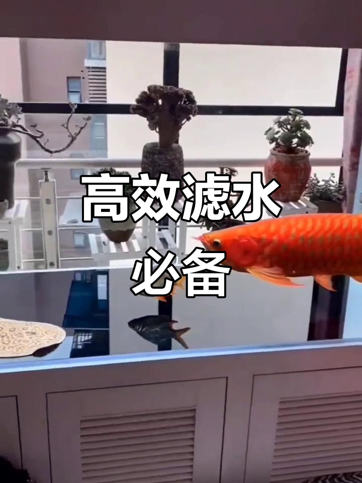 鱼缸过滤神器:魔毯魔袋,轻松解决水质问题