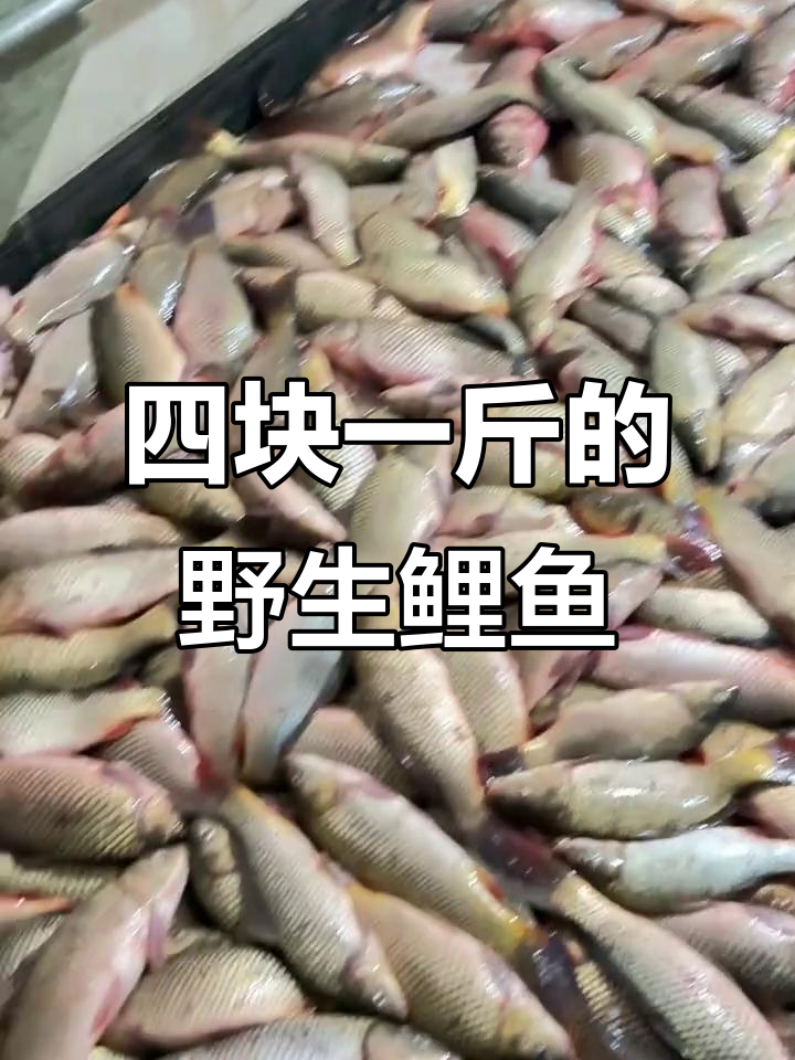 野生鲤鱼大甩卖,四块钱一斤,超值美味不容错过