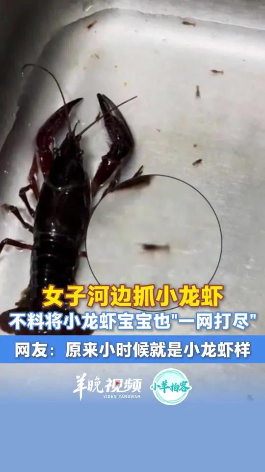 女子河边抓小龙虾,不料将小龙虾宝宝也“一网打尽”,网友:原来小龙虾小时候就是小龙虾样!来源