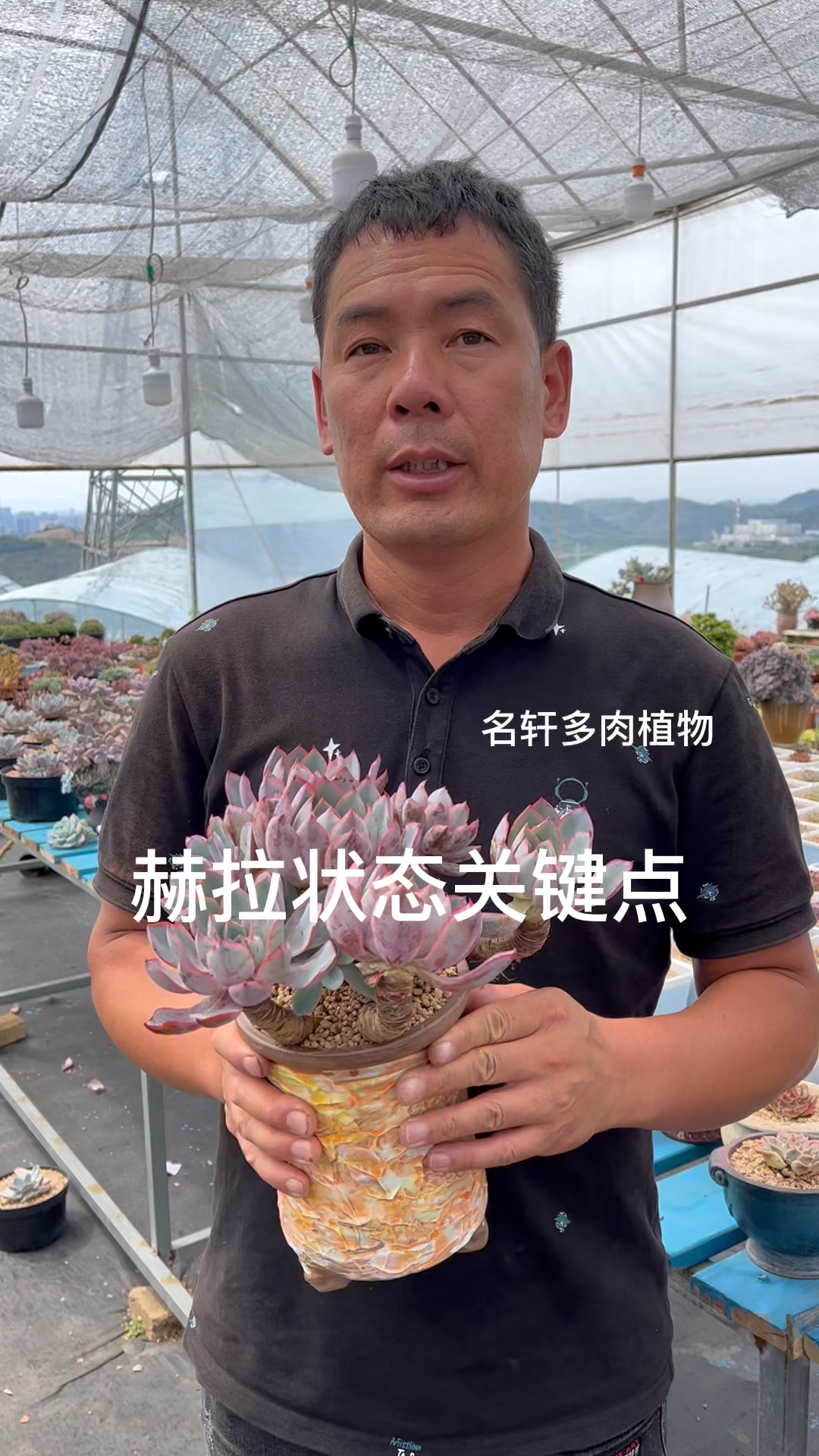 多肉植物赫拉如何状态