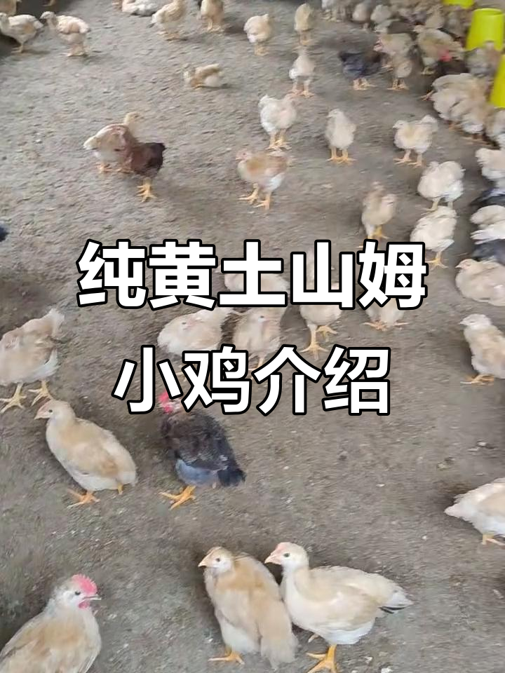 小鸡品种揭秘:公母、重量与价格一览