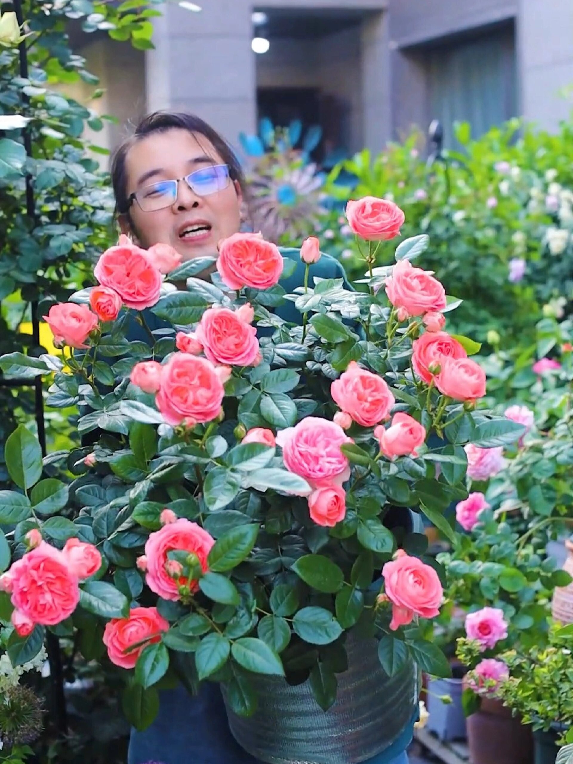 月季诺娃,鲑鱼粉丰花勤花