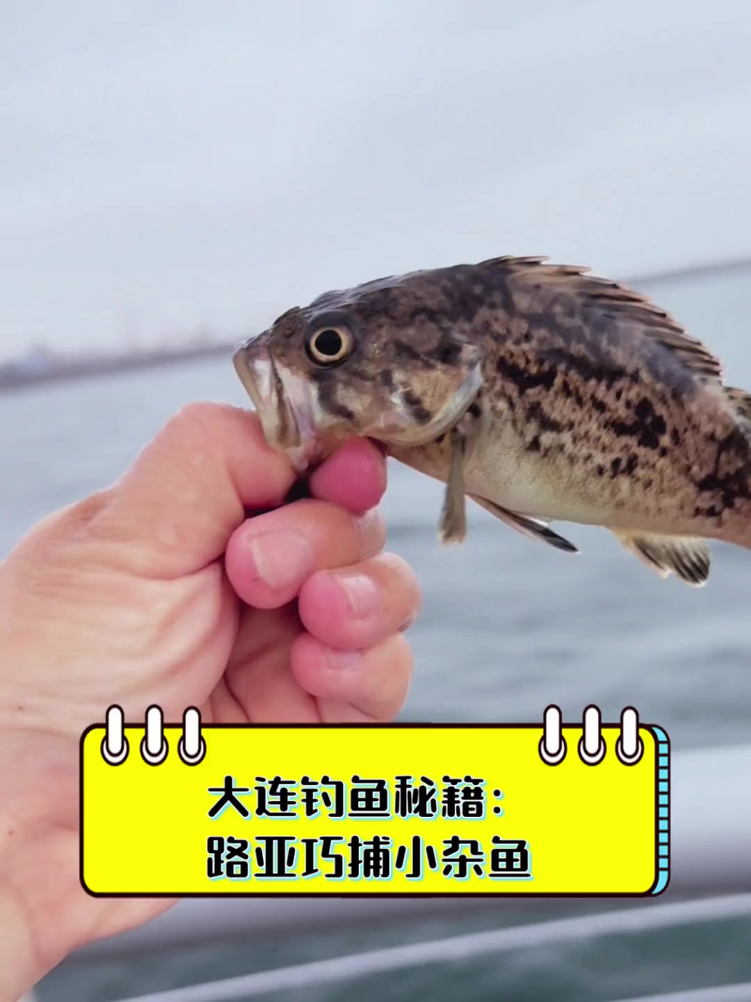 大连钓鱼秘籍:路亚巧捕小杂鱼