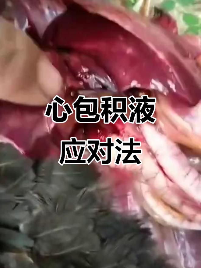 鸡霍乱引发心包积液,及时治疗减少损失,快速恢复无烦恼