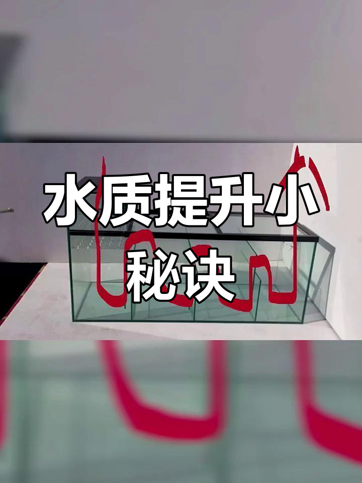 鱼缸过滤摆放有窍门,掌握技巧让水质更清澈!