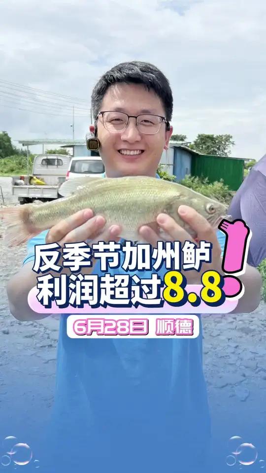 加州鲈鱼价大跌1-2块,但顺德龙江陈叔反季节加州鲈鱼每斤赚8.8!