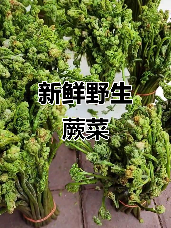 纯天然野生蕨菜,微苦原味,东北特产超速冻发货