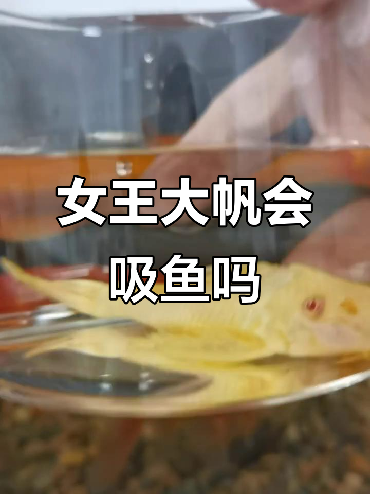 红眼女王大帆不吸鱼?试试就知道了