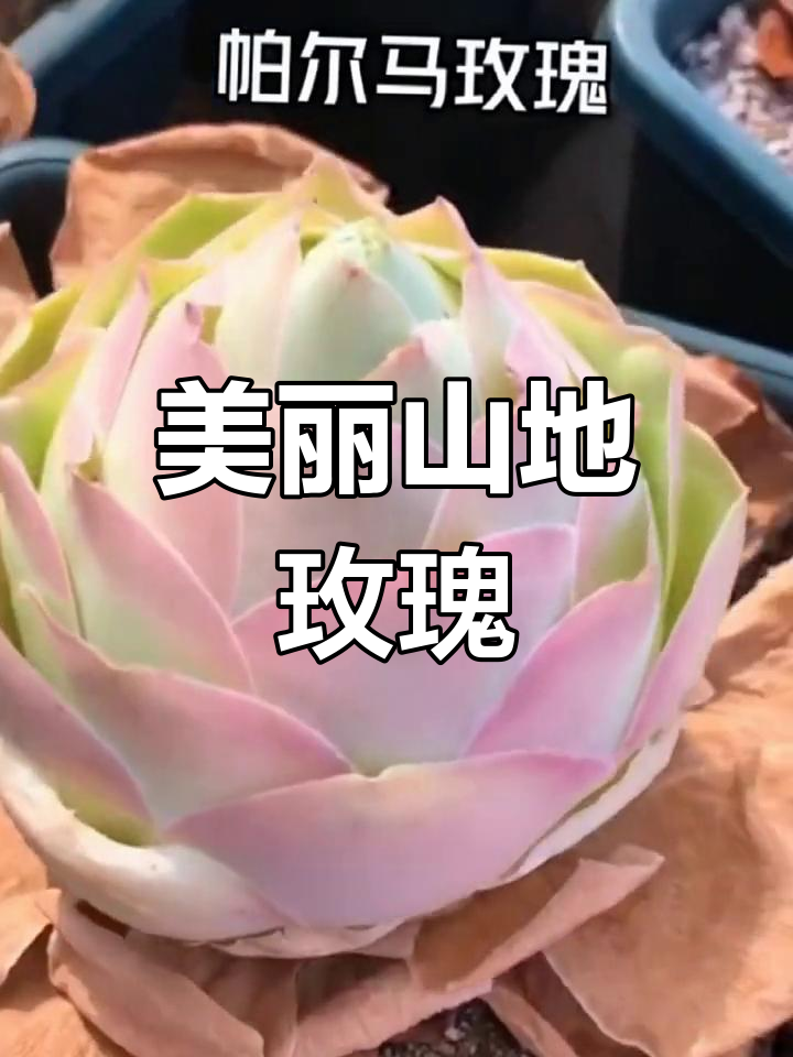 十种可爱山地玫瑰,你最喜欢哪一款?