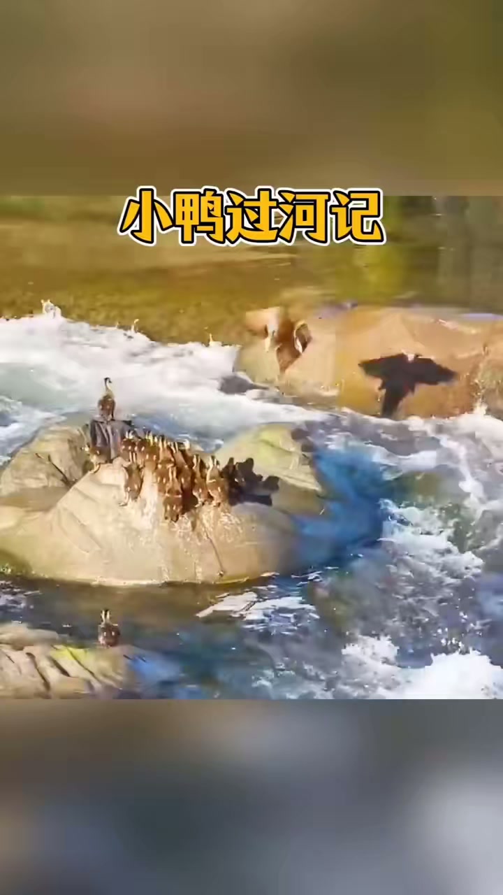小鸭子过河遭遇困难,太励志了