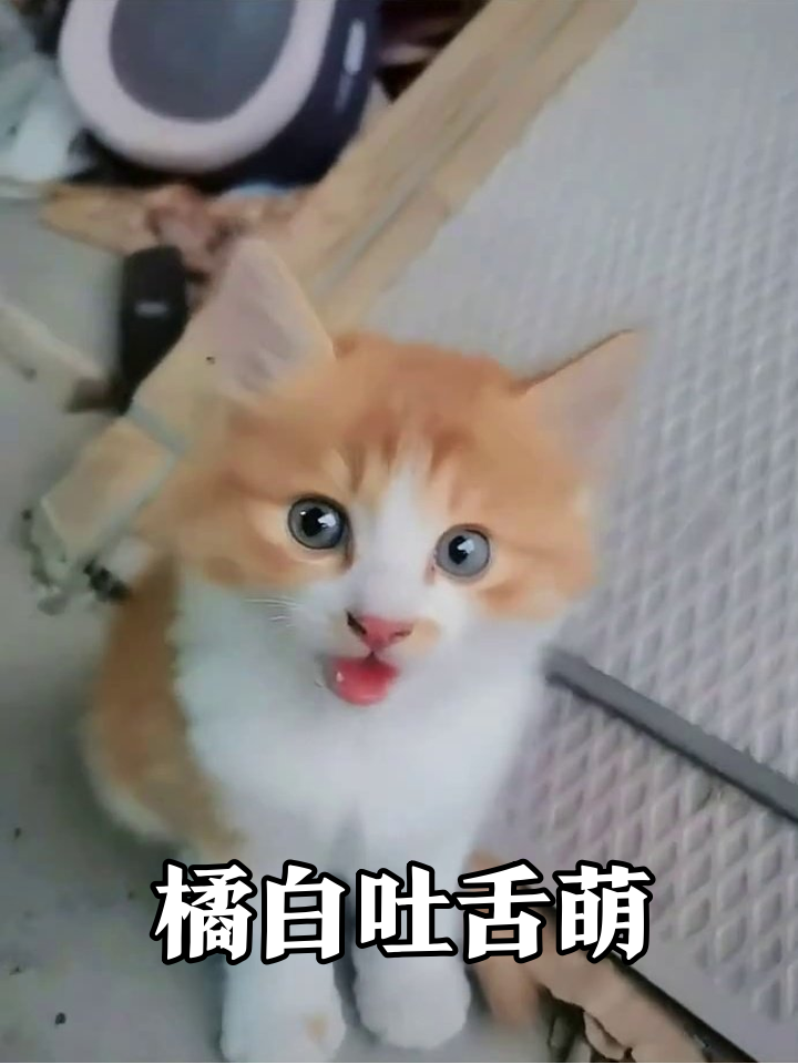 橘白小猫被喂食后吐舌卖萌,蓝眼睛瞪得像铜铃