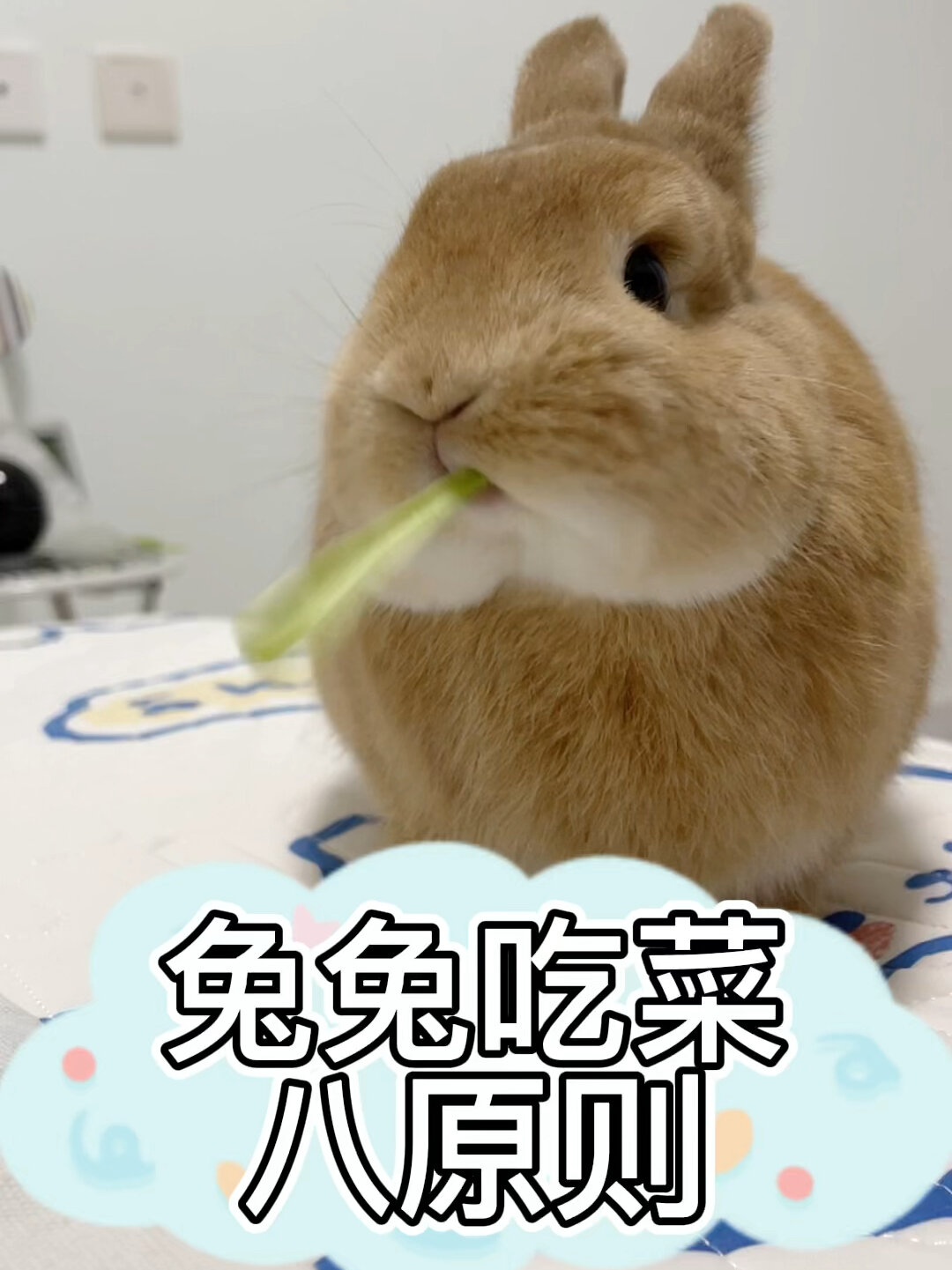 兔子能吃菜吗?应该怎么吃