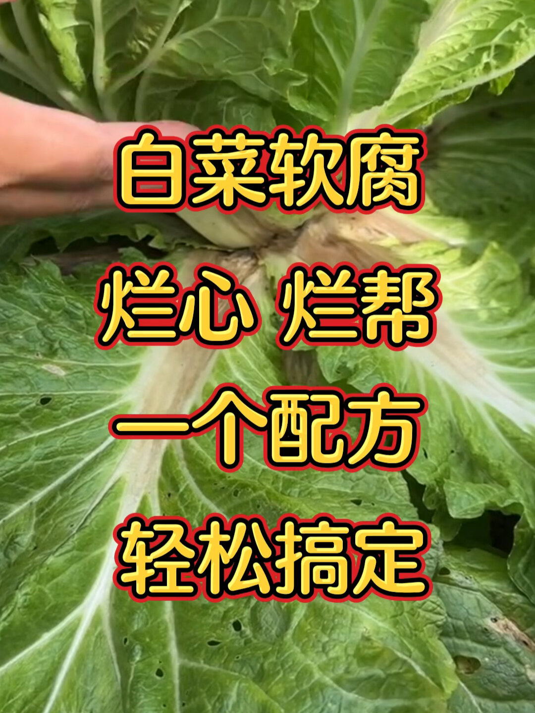 白菜软腐烂心烂帮一个配方教您搞定