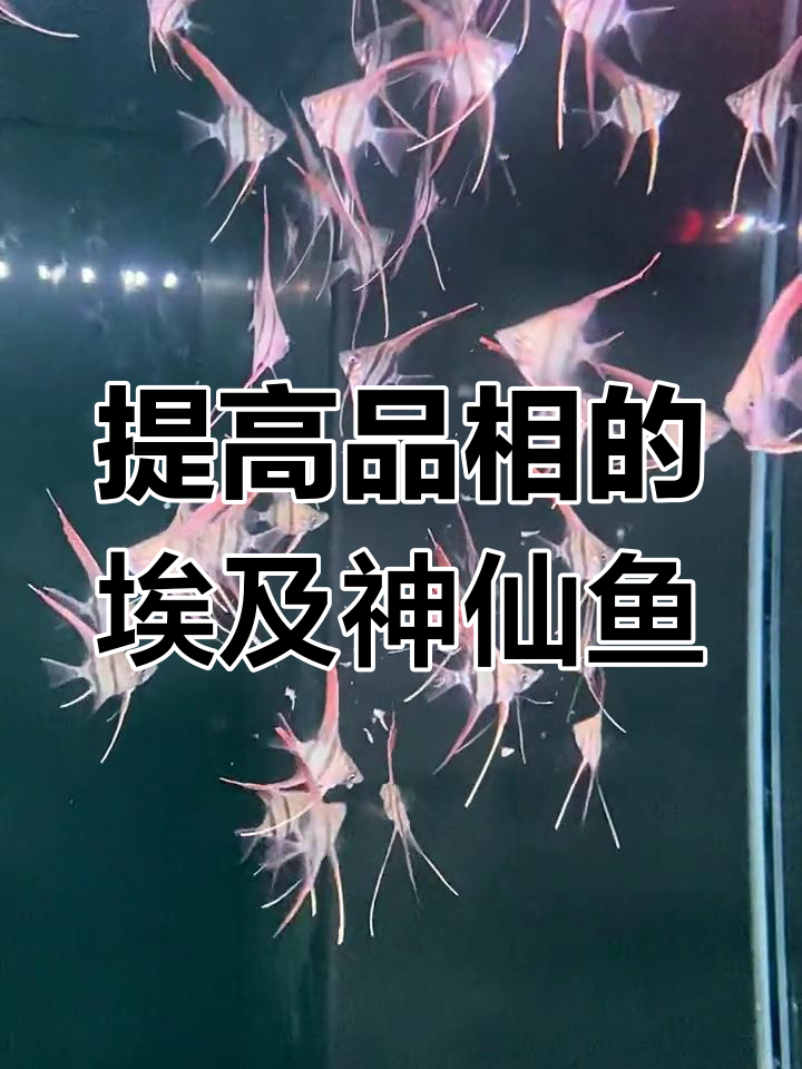 圣菲利佩与埃及F1的区别