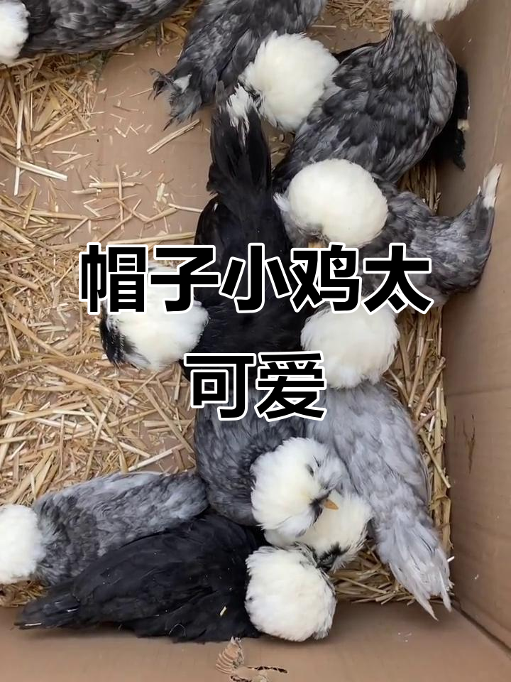 小鸡仔戴帽子，萌态十足