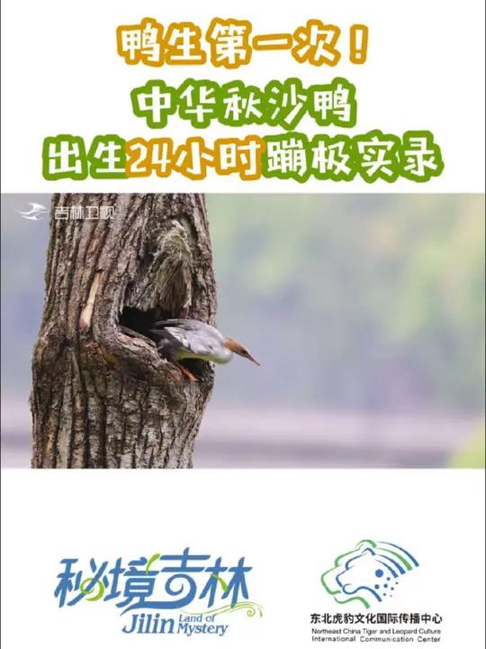 出生第一天组团跳崖？勇敢跳跃开启幸福鸭生！（导演：高杨 后期：高杨 编导：刘玉涛 摄像：李