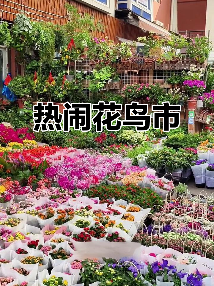 上海最大花鸟市场,热闹非凡,古玩宠物应有尽有!
