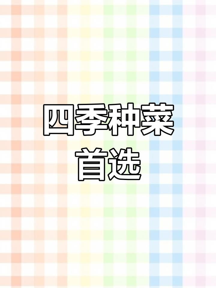 四季奶油白菜,轻松种植,口感超甜