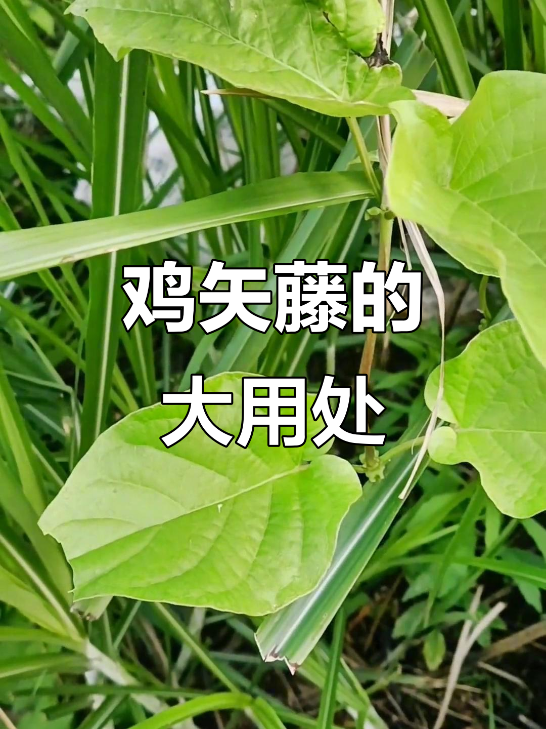 鸡矢藤的神奇作用,你了解吗?