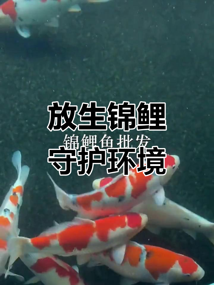 惠州龙潭鱼苗场放生锦鲤,梁化鱼苗基地助力生态保护
