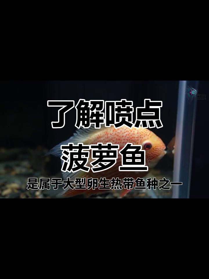 喷点菠萝鱼:热带观赏鱼的独特魅力