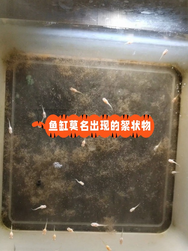 鱼缸里莫名的出现的絮状是啥?到底咋解决
