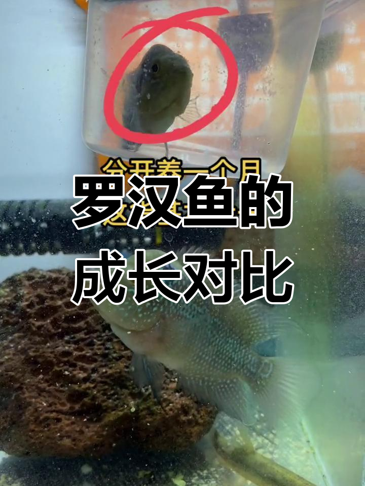 两条罗汉鱼分开养一个月,变化有多大?