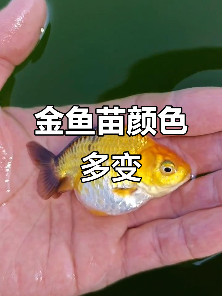 元宝金鱼苗的颜色与体型变化,包金色能否蜕变?