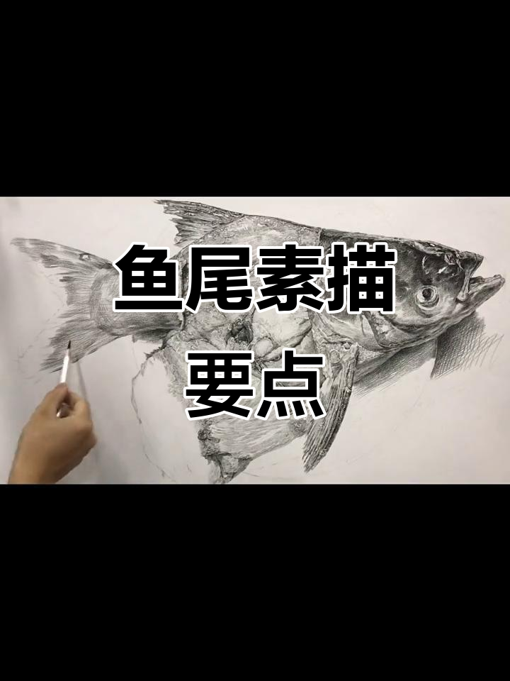 鱼尾素描技巧:主次关系与细节把握