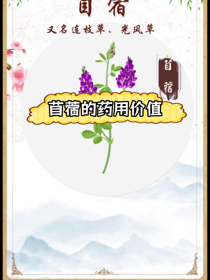 中草药苜蓿的功效与应用
