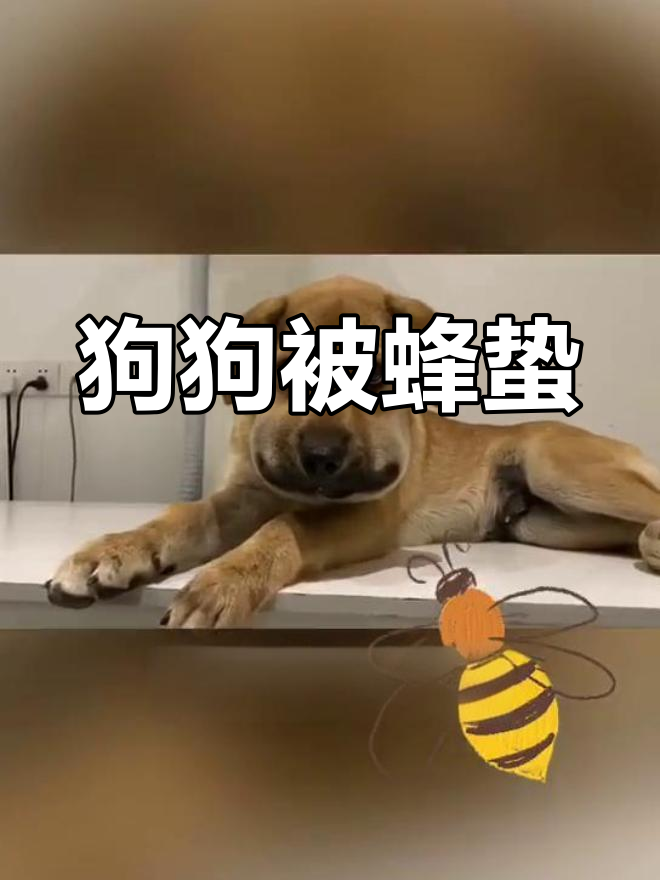 被蜜蜂蜇的狗狗表情包