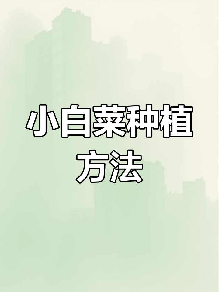 四季小白菜种植全流程