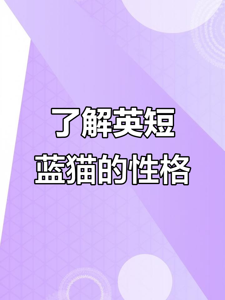 英短蓝猫的独特魅力:从包子脸到懒散性格全解析