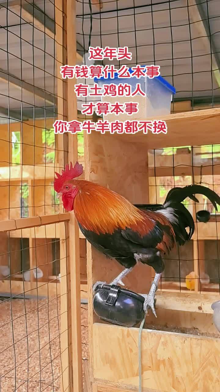 三农 养殖 养鸡 农村散养土鸡 茶花鸡 这年头 有钱算什么本事,有茶花鸡的人才算本事,你拿