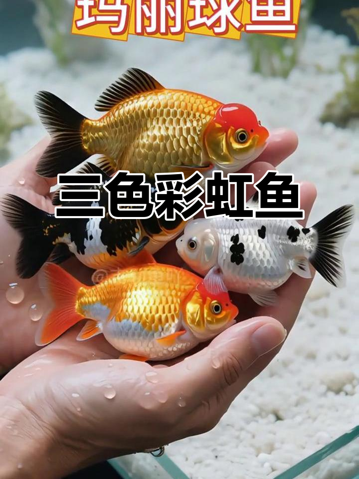玛丽球鱼,皮实又美丽,三色搭配让人心情愉悦!