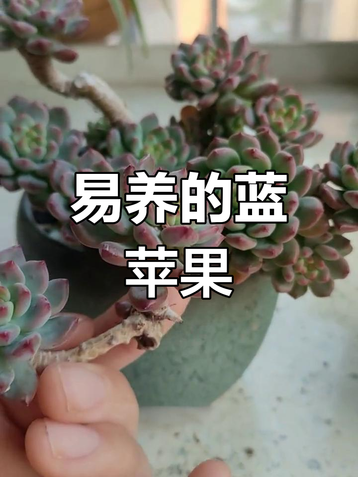 蓝苹果多肉,新手友好,轻松养出美丽状态