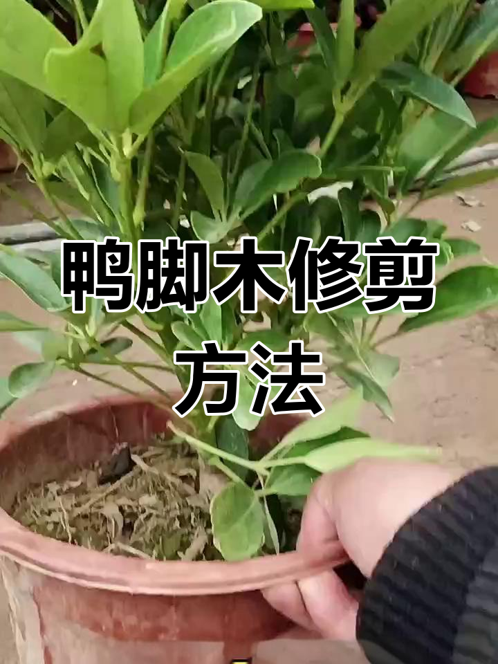 鸭脚木修剪技巧,打造更美观的盆栽造型