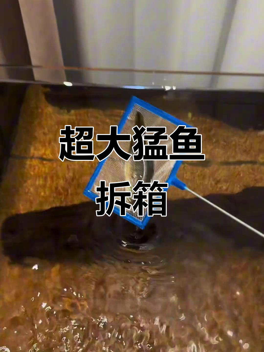 太阳鱼猛鱼拆箱,四条超大活体展示