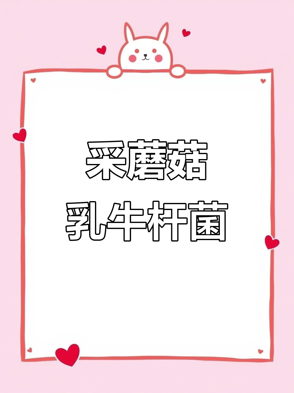 松林下的乳牛肝菌,新鲜又美丽