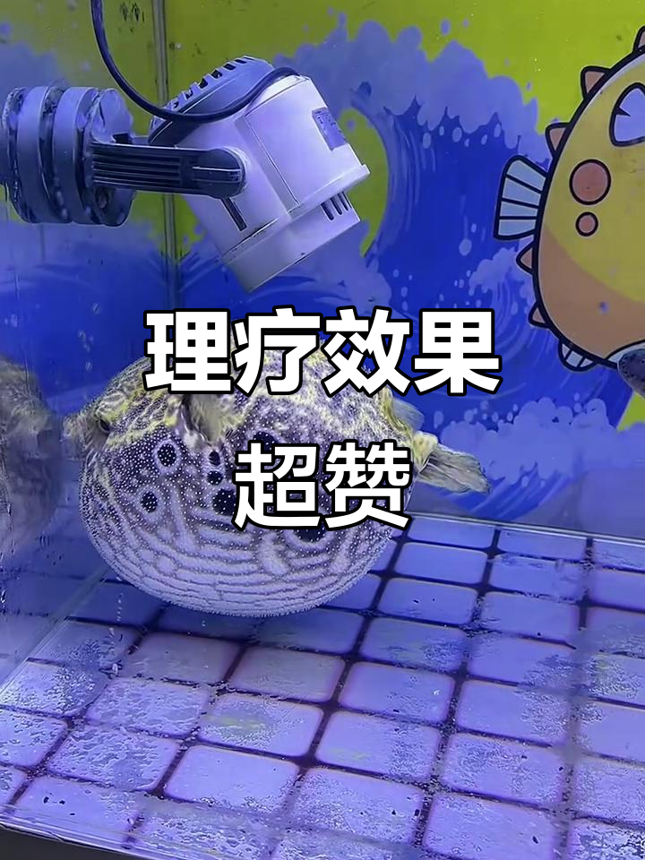麒麟狗头带你体验海水理疗,泥鳅惊现全场!