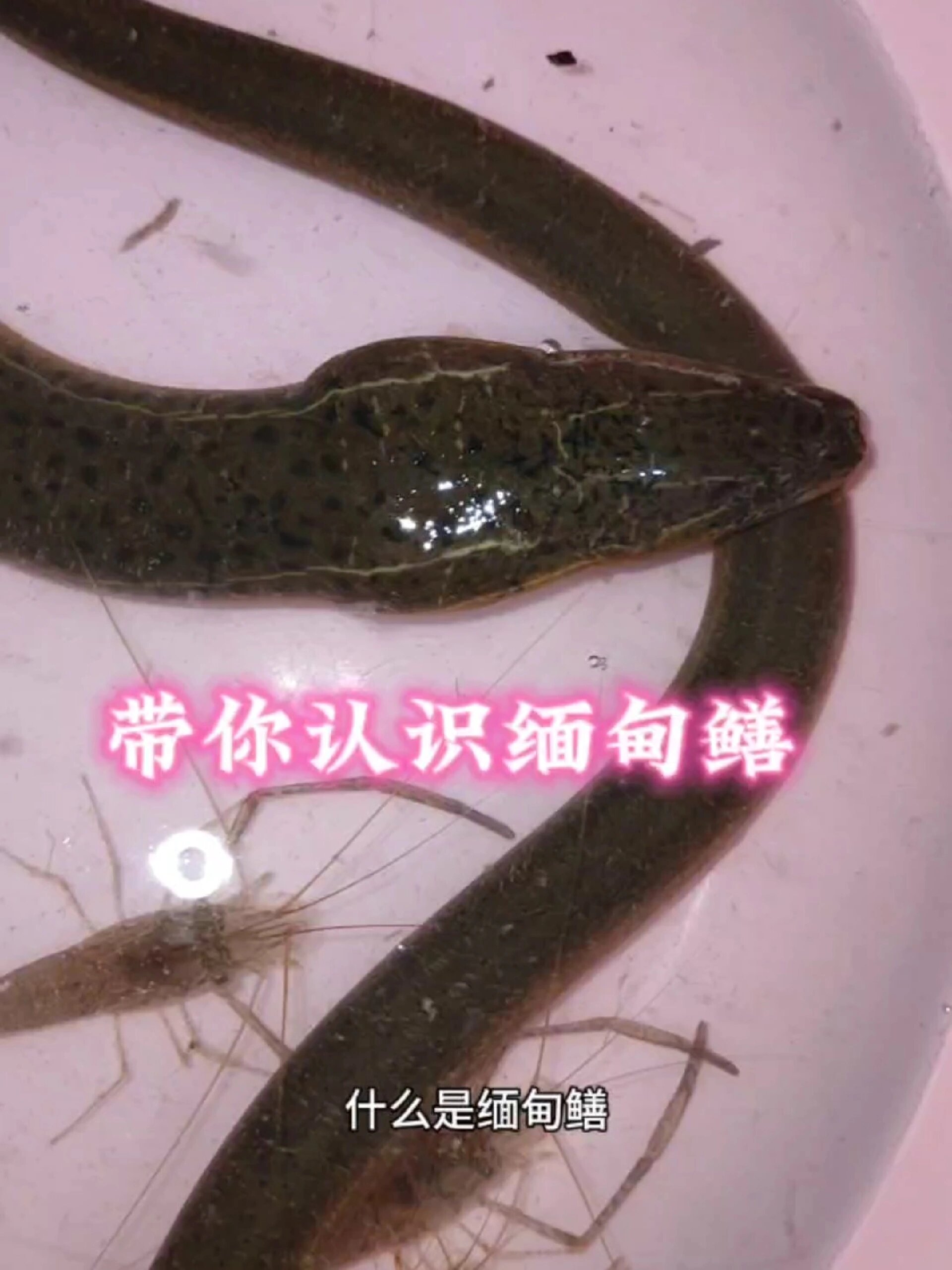 缅甸鳝跟本土黄鳝的区别!
