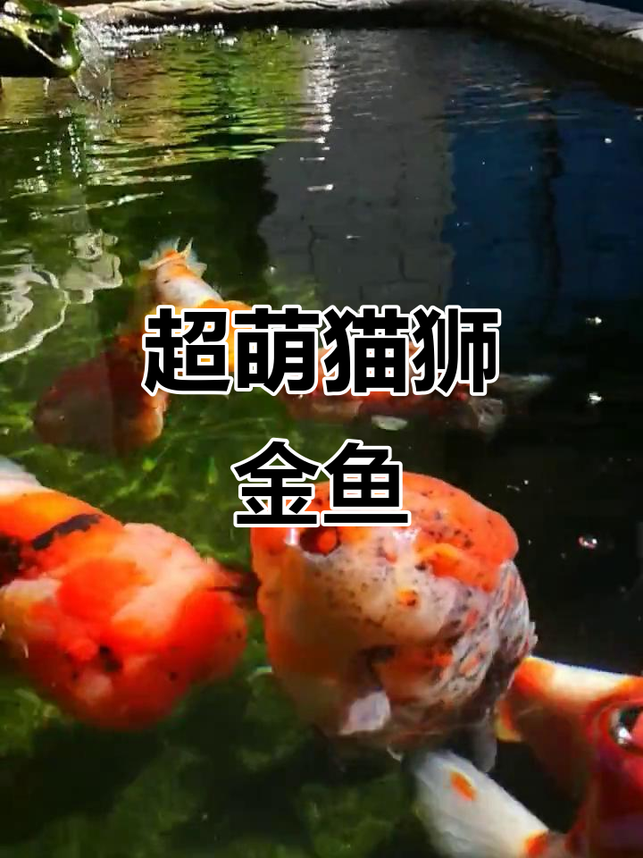 猫狮金鱼:萌态十足,超可爱!