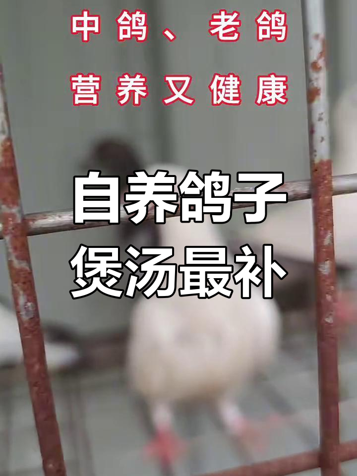 鸽子汤营养丰富,老人小孩都爱喝