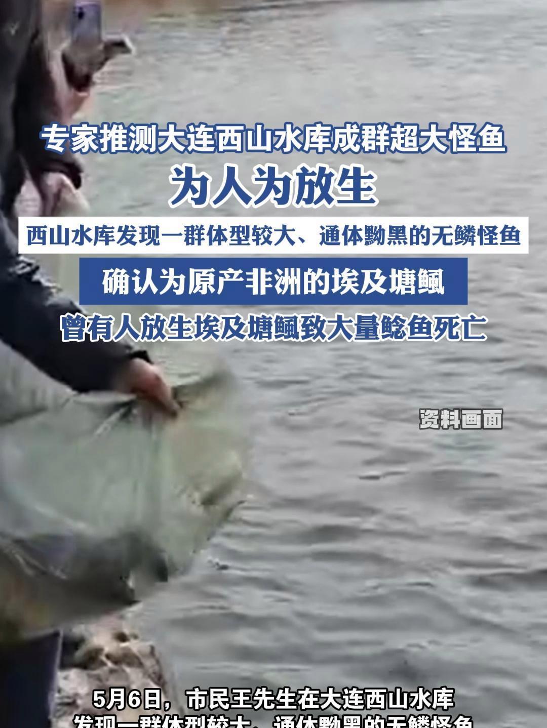 专家推测大连西山水库成群超大怪鱼为人为放生 曾有人放生埃及塘鲺致大量鲶鱼死亡(半岛晨报)