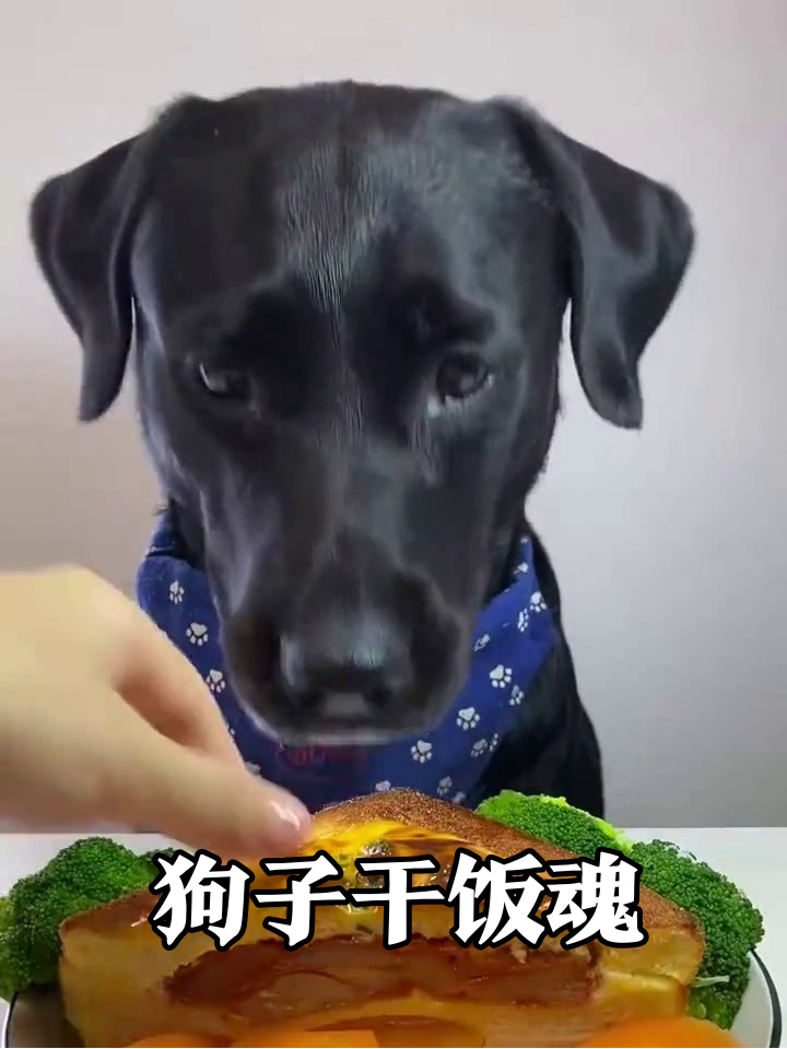 拉布拉多狂炫豪华午餐,一口三明治一口虾,吃到光盘超满足!