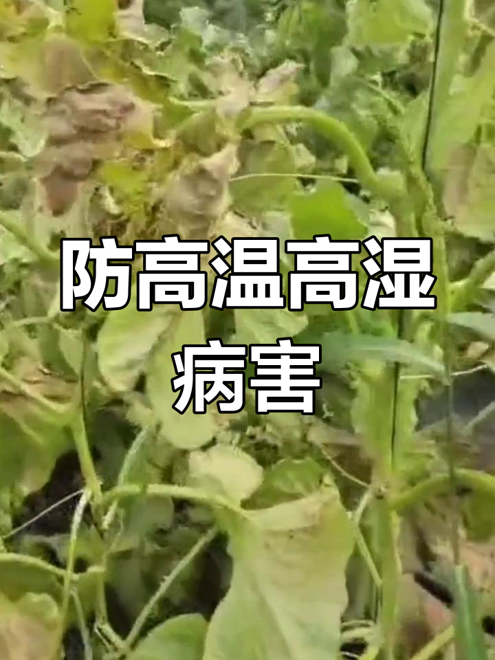高温高湿下细菌性叶枯病爆发,蔬菜种植如何应对?