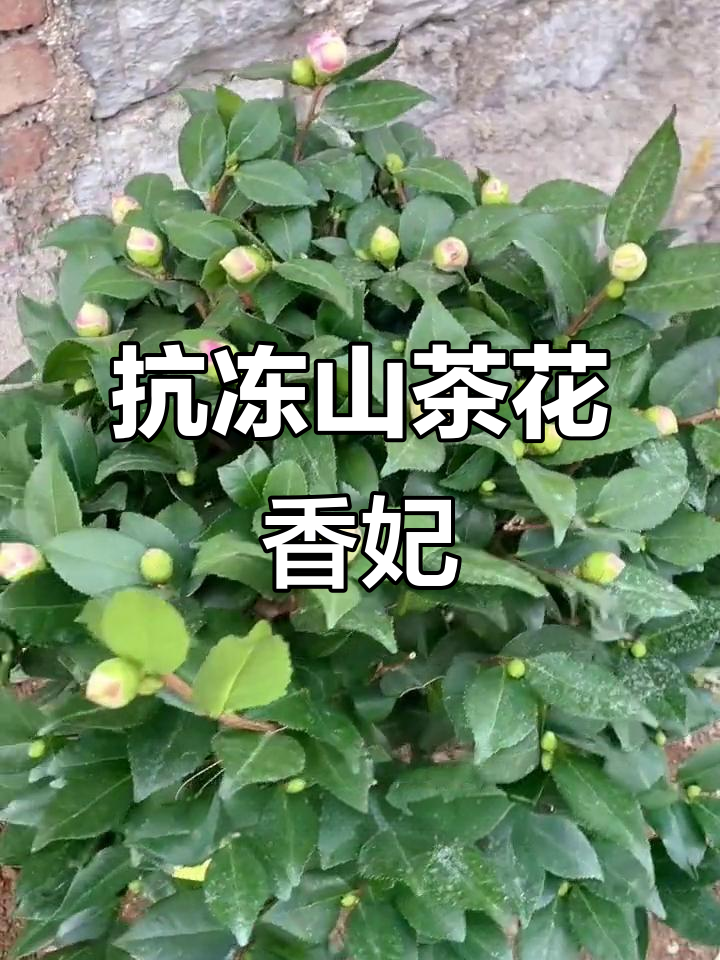 冬季耐寒山茶花,香妃品种大揭秘