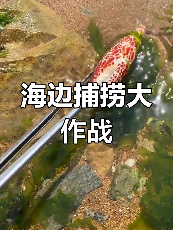 赶海抓海鲜,海边大丰收!紫色海星、八爪鱼一网打尽