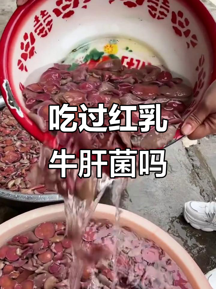 红乳牛肝菌,你尝过吗?