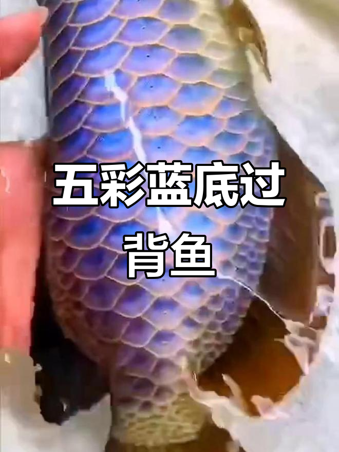 只有大富大贵才能看到的五彩斑斓蓝底过背鱼,美到让人惊艳
